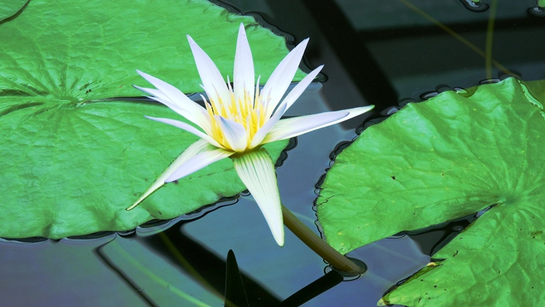 Seerose